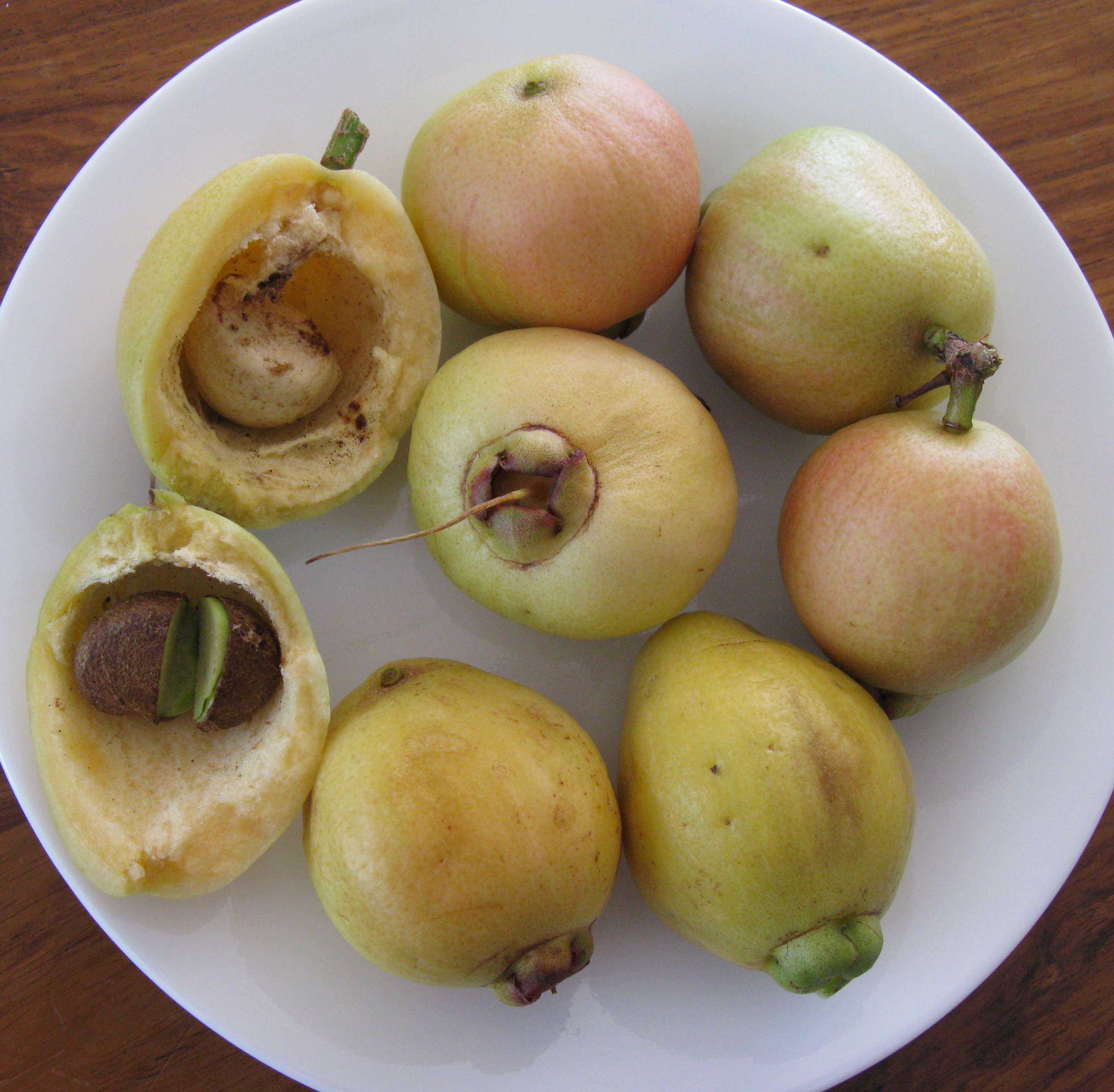 Malabar Plum, champakka, Mountain Apple (champoo), chom pu or chom-phu. 